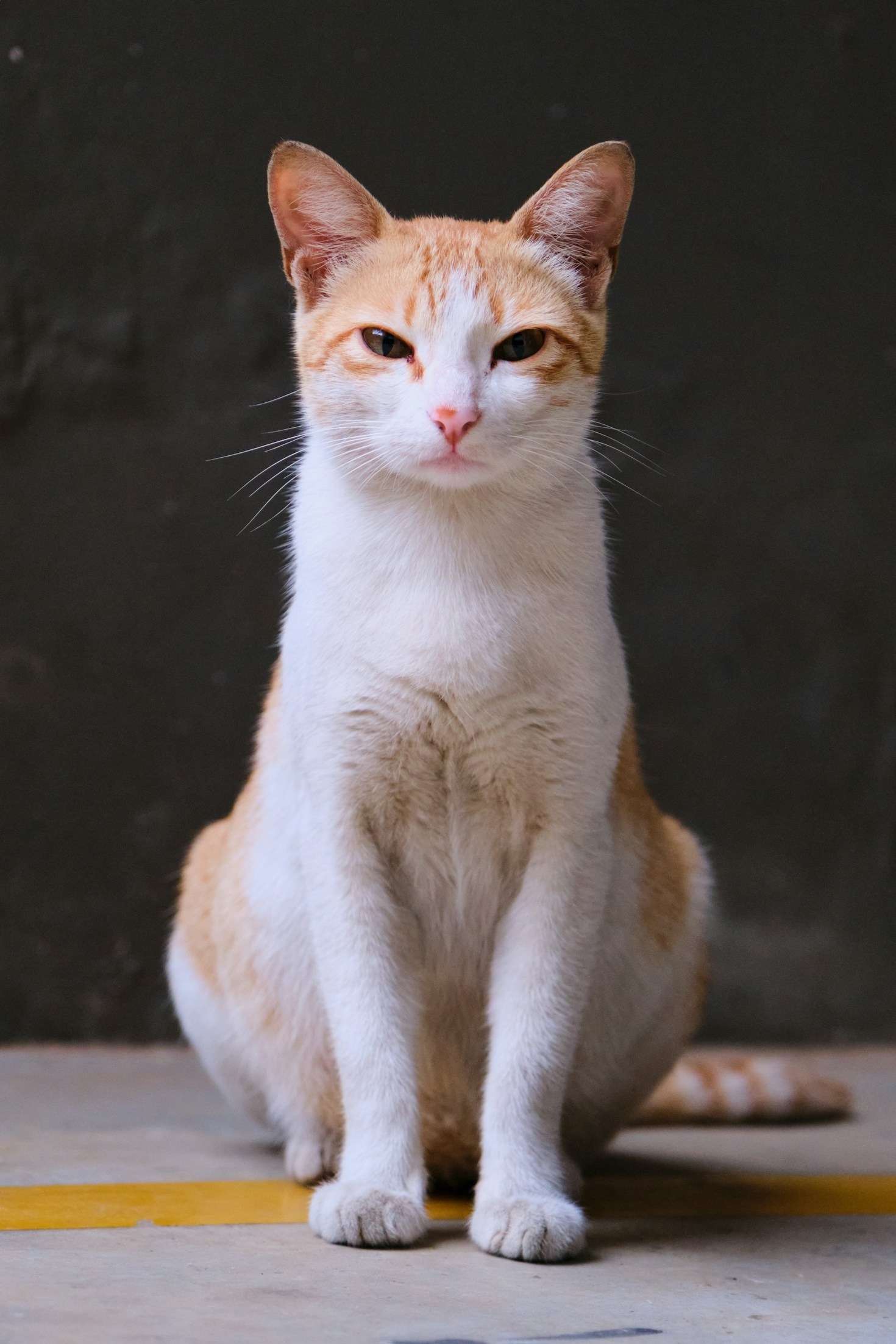 So verstehen Sie die Sprache Ihrer Katze