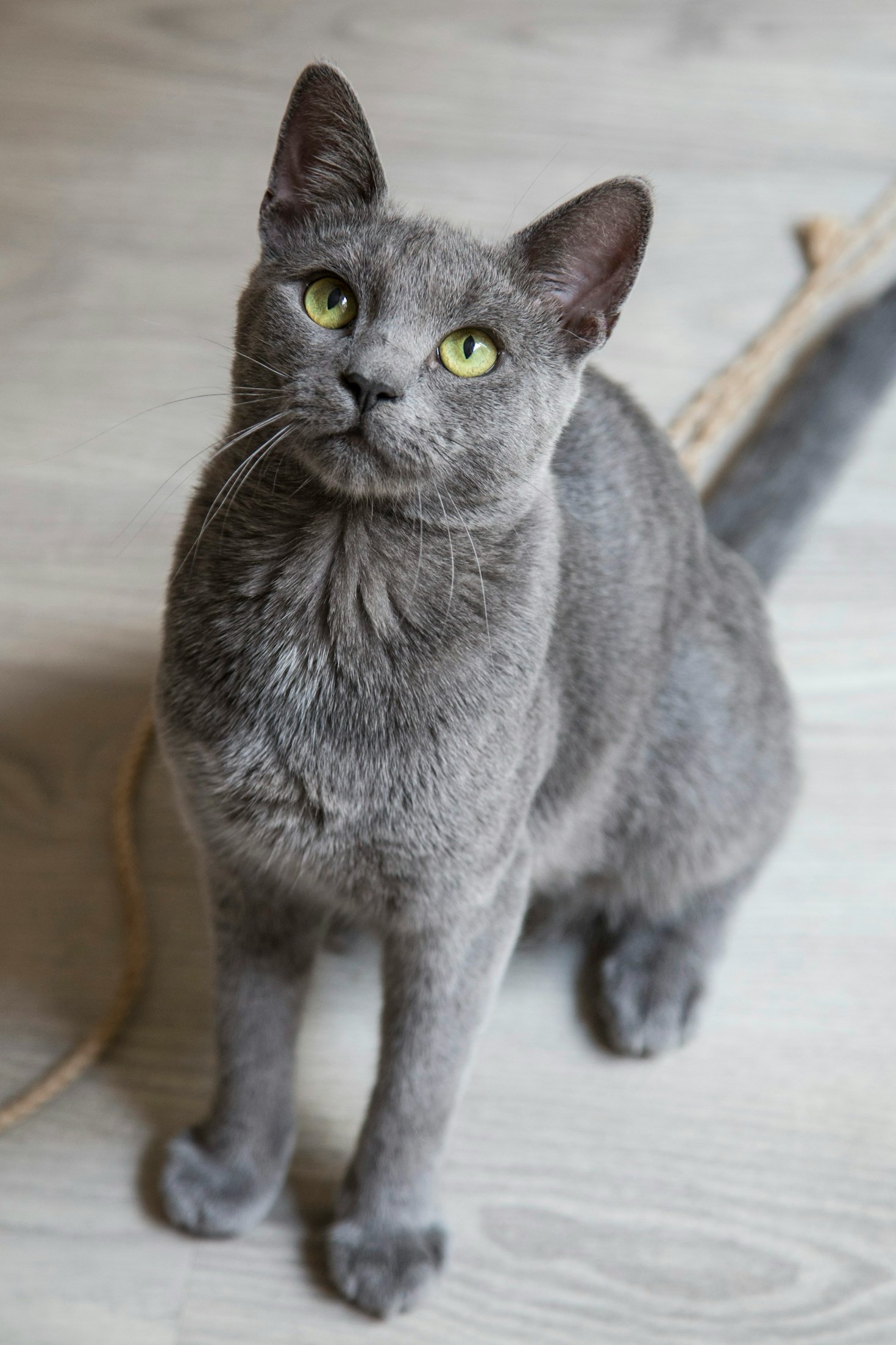 Tipps für ein harmonisches Zusammenleben mit Katzen