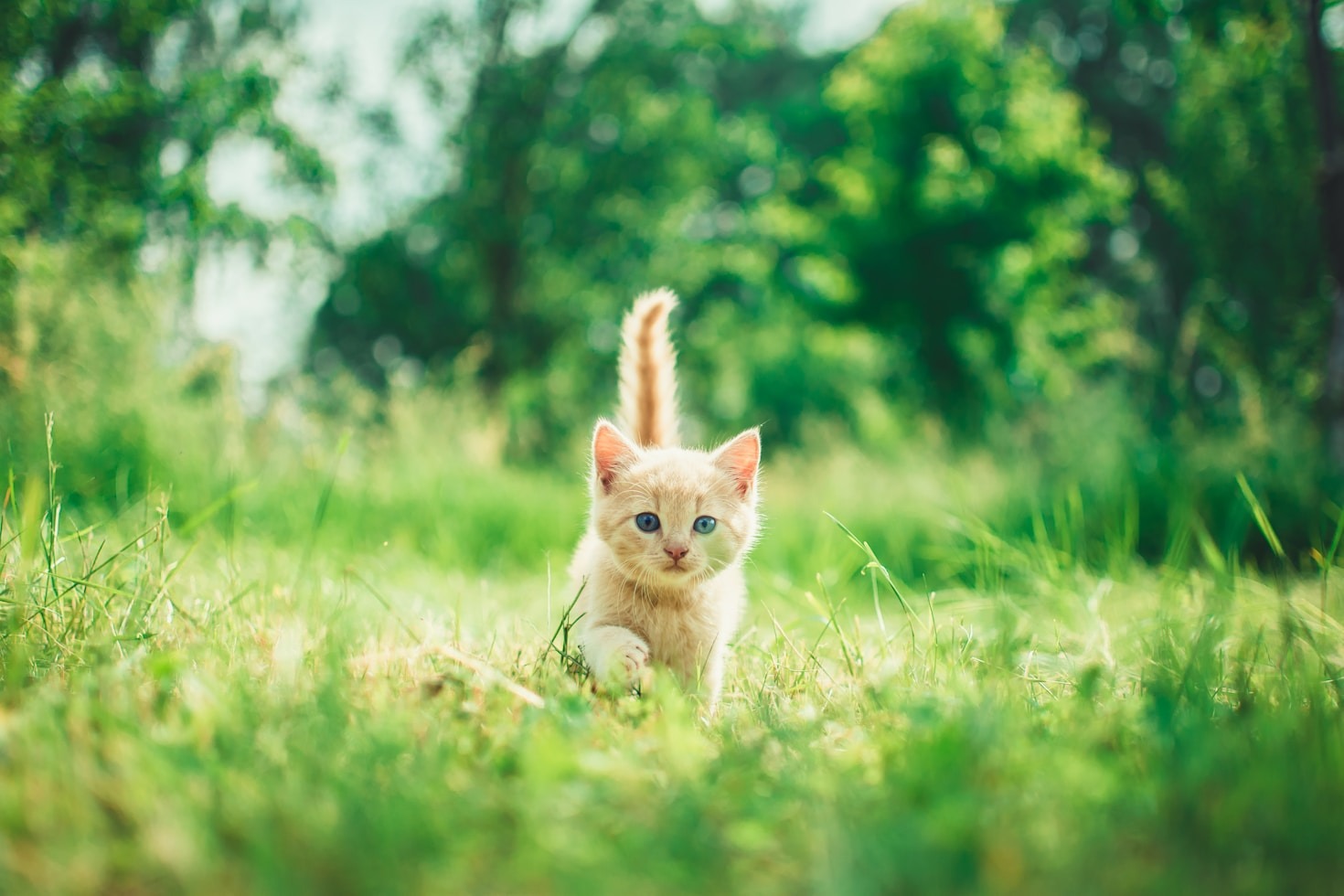 Die ideale Ausstattung für jeden Katzenhaushalt